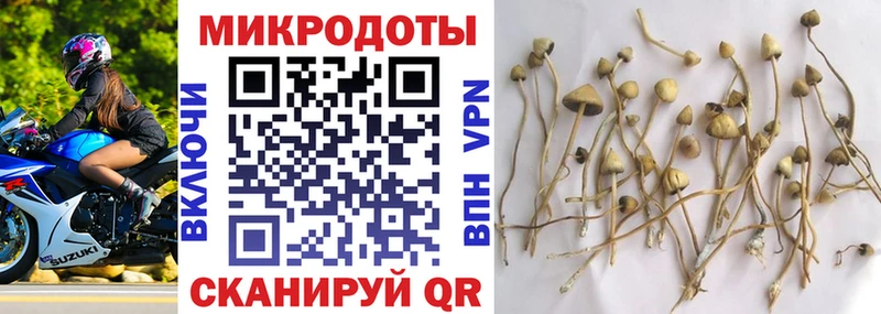 где найти наркотики  Чебоксары  Галлюциногенные грибы Psilocybe 